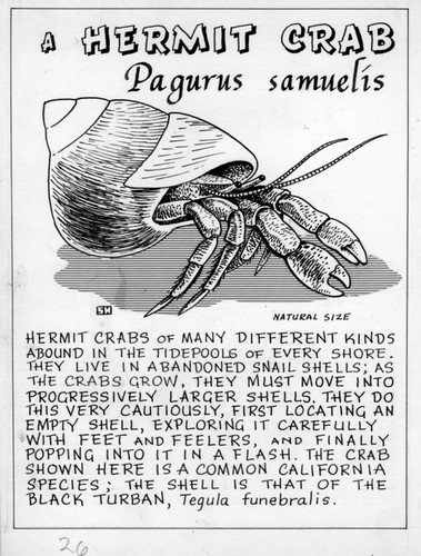 A hermit crab: Pagurus samuelis (illustration from "The Ocean World")