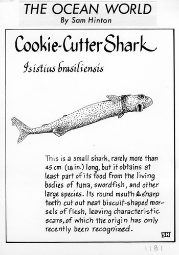 Cookie-cutter shark: Isistius brasiliensis (illustration from "The Ocean World")