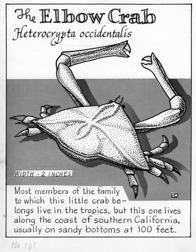 Elbow crab: Heterocrypta occidentalis (illustration from "The Ocean World")