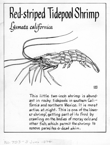 Red-striped tidepool shrimp: Lysmata californica (illustration from "The Ocean World")