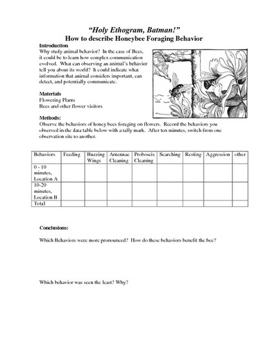 Observing Natural Bee Behavior