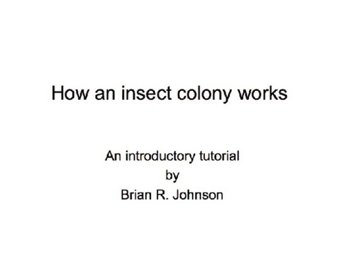 How a Social Insect Colony Works