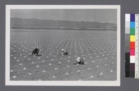 [Agricultural workers]