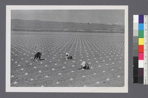 [Agricultural workers]