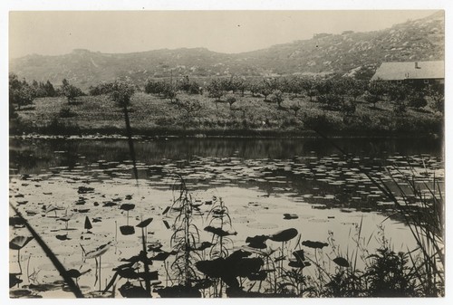 Lily pond in Grossmont area, San Diego