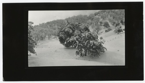 Trees covered in snow by Lake Cuyamaca