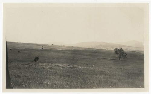 Cattle grazing at Warner's Ranch