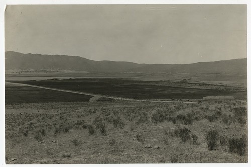 Alfalfa on Warner's Ranch