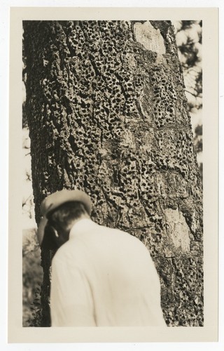 Owen Wister with truck of tree