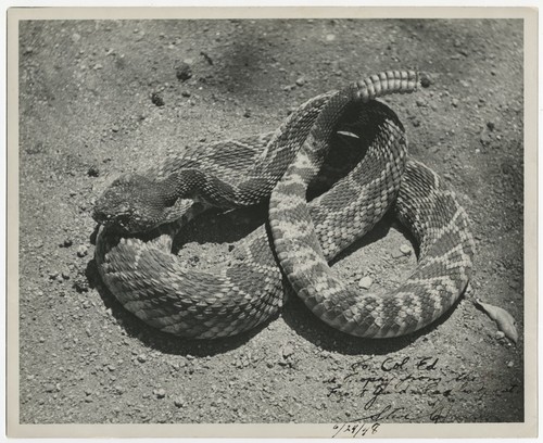 Coiled rattlesnake at Eagle's Nest