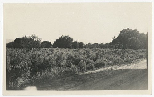 Unpaved road at Warner's Ranch