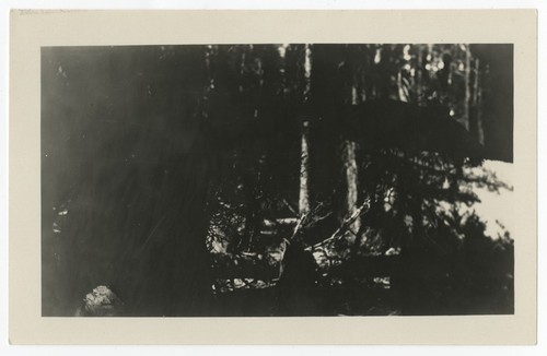 Forest scene, Yellowstone National Park