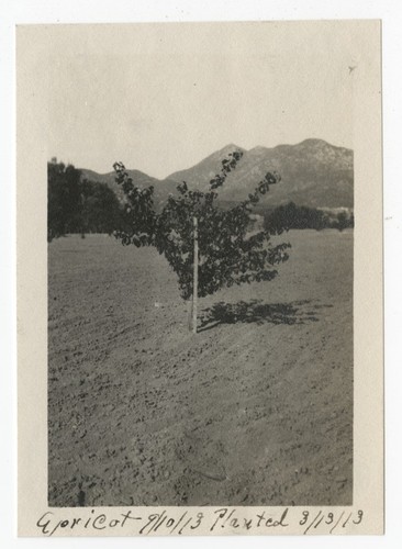 Apricot tree, Avocado Acres