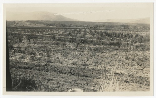 Fields at Warner's Ranch