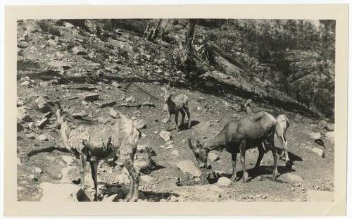 Big horn sheep in Glacier National Park