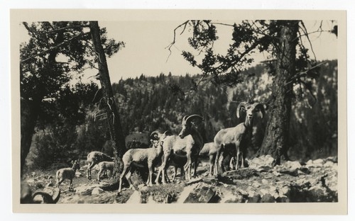 Big horn sheep in Glacier National Park