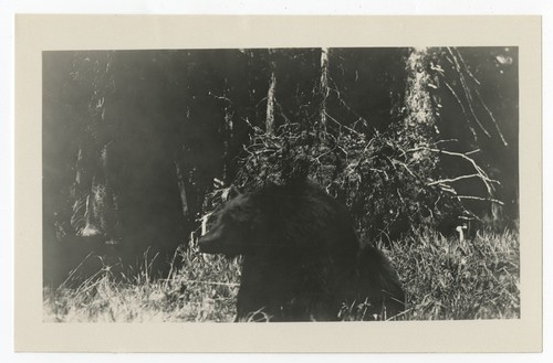 Bear in Yellowstone National Park