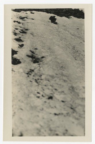 Sledding near Lake Louise, Canada