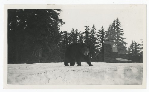 Bear in Yellowstone National Park