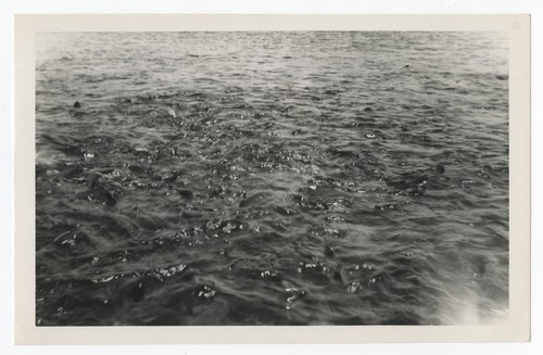 Fish in the water, Baja California