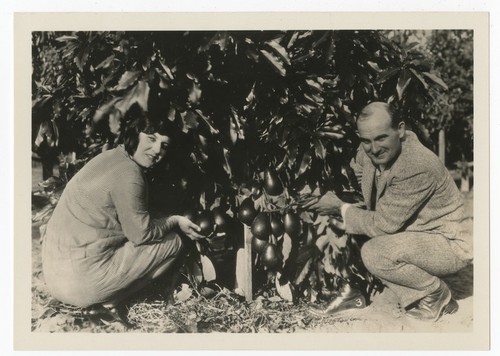 People with avocado tree at Avocado Acres