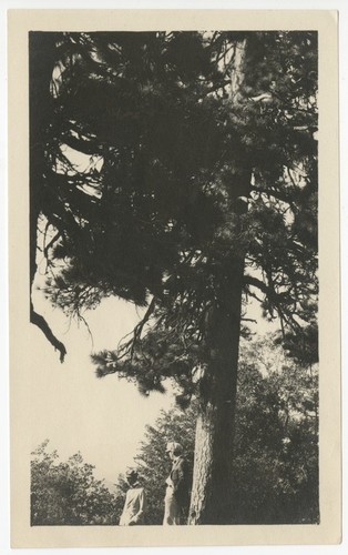 Unidentified men among the trees at Pine Hills