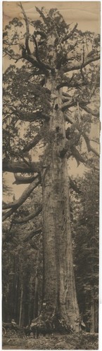 Giant sequoia tree, California