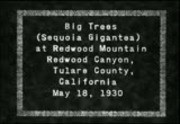 Big Trees (Sequoia gigantea) at Redwood mountain, Redwood Canyon, Tulare County, Calif