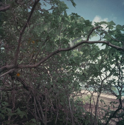 Sea bird on a branch