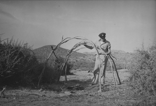 Figure 24. The framework of a Seri Indian house consists of a series of arches made up of the branches of the thorny ocotillo, which are stripped of thorns, bent over and tied with strips of cloth. In order to keep out the wind, if not the cold, brush is loosely piled upon this framework