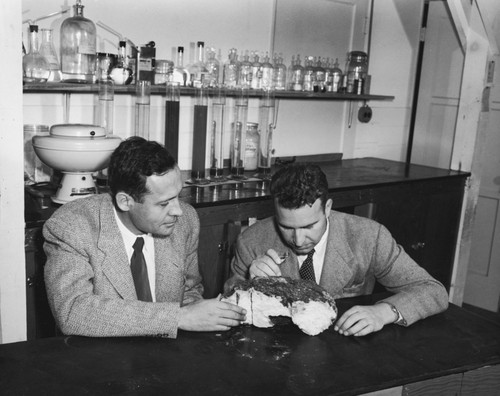 Roger Revelle and Robert Dietz, co-chief scientists on the MidPac Expedition of 1950, discussing significance of lithified globigerina ooze dredged from western Pacific. The Cretaceous fossils enclosed indicated a much younger age than expected--a mystery which remained unresolved until later explained by plate tectonics and continental drift. Shot 2 of 3