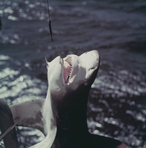 Shark caught on a fishing line
