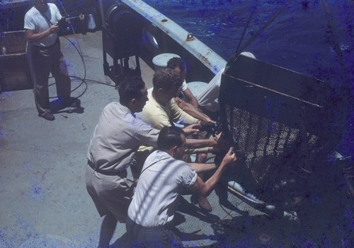 Oceanographers Jeffery Dean Frautschy; Robert S. (Robert Sinclair) Dietz; Roger Revelle; and K.O. (Kenneth Orris) Emery bringing in a dredge haul aboard the R/V Horizon during the Midpac Expedition (1950). This expedition involved Scripps Institution of Oceanography and the U.S. Navy which discovered the Mid-Pacific Mountain Range on the bottom of the Pacific Ocean and confirmed Darwin's theory about the origin of atolls. 1950