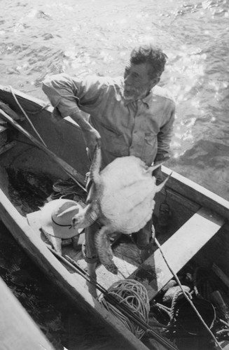 Figure 20. This old fisherman and his companion had been at sea in their small dugout canoe for nearly a month when we encountered them at Ildefonso Island. They were glad to exchange the turtle shown in the photograph for a few packages of cigarettes and a little coffee and flour