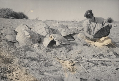 Figure 23. The beach on the southwest end of Tiburon Island contains scores of turtle shells like those shown here, the remains of many Seri Indian feasts