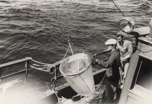 Plankton net, being lowered by Martin W. Johnson, was used to collect small animals living at various depths below the surface. Gulf of California Expedition, 1939