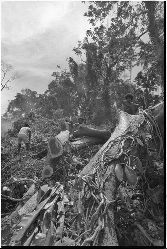 Land clearing: men remove trees and bushes from rocky land, preparing for construction