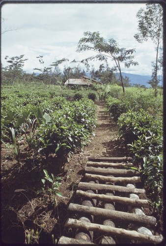 Western Highlands: small log bridge in a garden, houses in distance