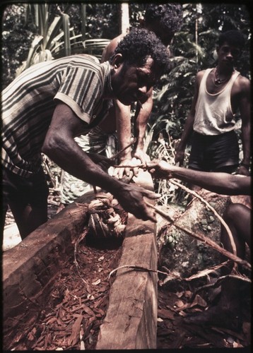 Canoe-building: Mogiovyeka attaches the 'duku' vine that will be used to pull the roughly carved canoe through the forest to the nearest inlet