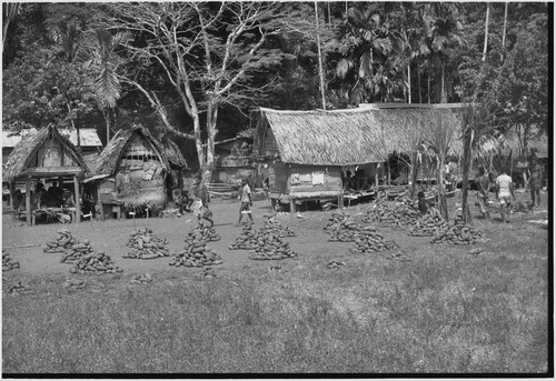 Mortuary ceremony: yams are piled for distribution, bundles of sugarcane stand at right