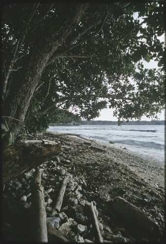 Kiriwina Island's east coast, uplifted coral reef cliffs "raibwaga" on left