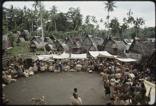 Mortuary ceremony: women gathered for exchange of banana leaf bundles and long fiber skirts