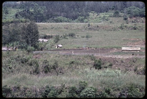 Western Highlands: fenced garden and homes in a broad valley