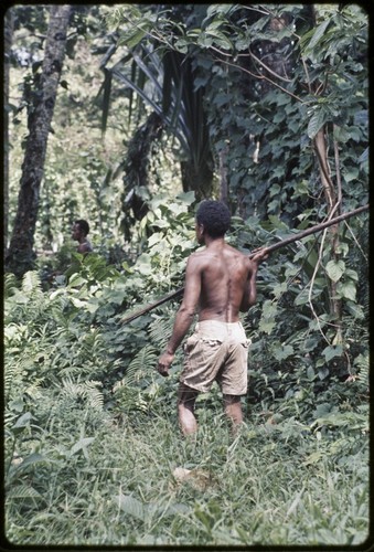 Hunting: men with spears hunt for a wild boar