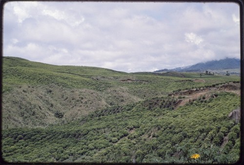 Western Highlands: tea plantation