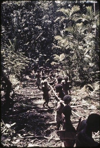 Canoe-building: men work together to pull the roughly shaped canoe from forest, using long vine 'duku