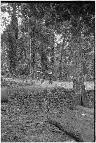 Women in long fiber skirts carry large banana leaf bundles on heads, walk on trail among trees