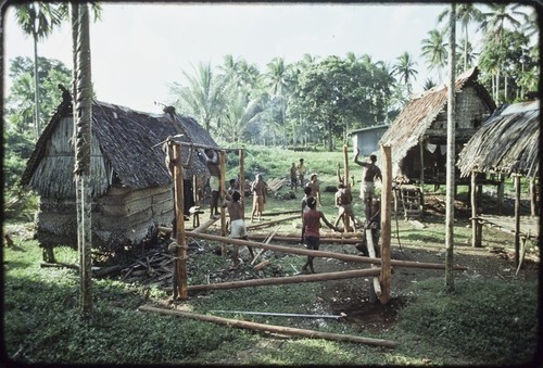 House-building: men lash horizontal poles to notched vertical posts, betel nut (areca) palm (l) taboo with coconut frond tied around it