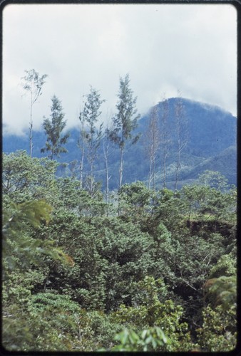 Western Highlands: vegetation and mountains obscured by clouds