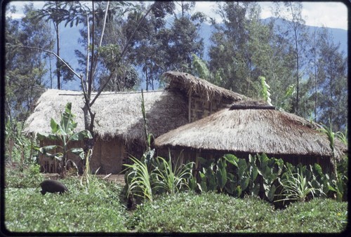 Western Highlands: houses near a garden, pig foraging